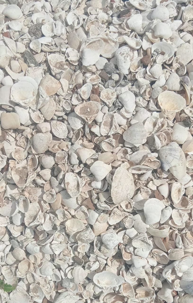 Crush raw oyster shells per 50kg