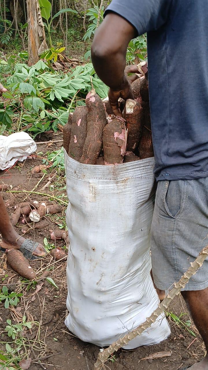Cassava 75kg