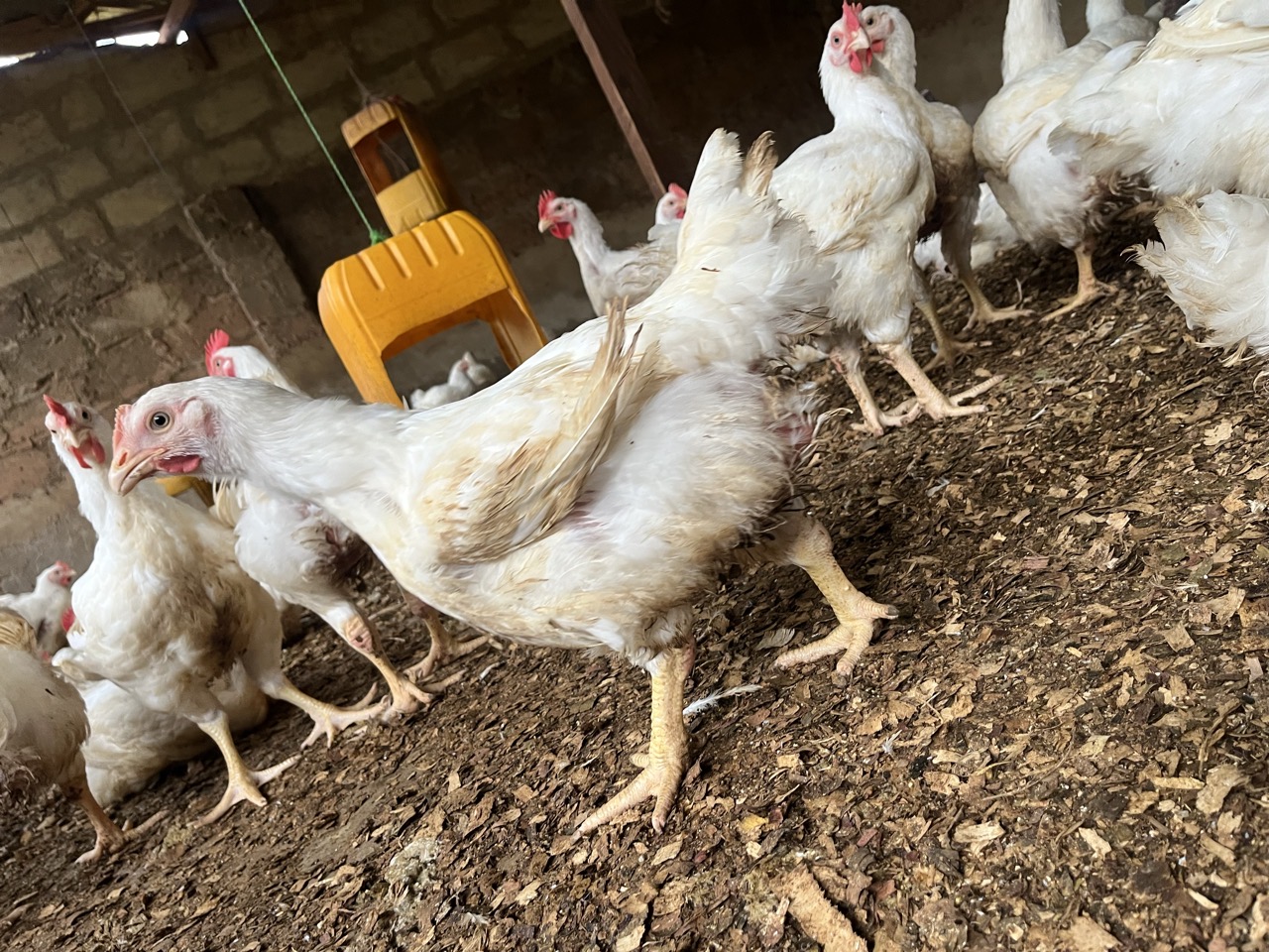 Alkaline’s farms